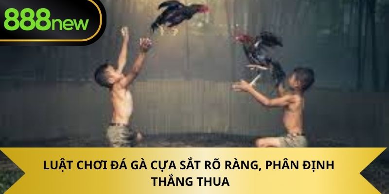 Luật chơi đá gà cựa sắt rõ ràng, phân định thắng thua